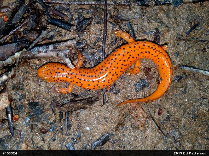 Northern Red Salamander