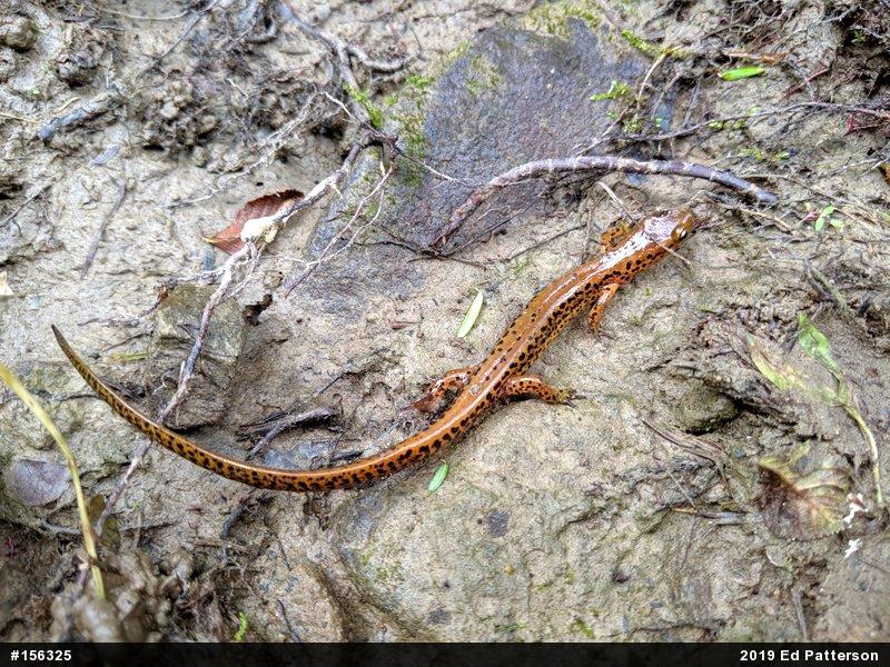Eastern Long-tailed Salamander