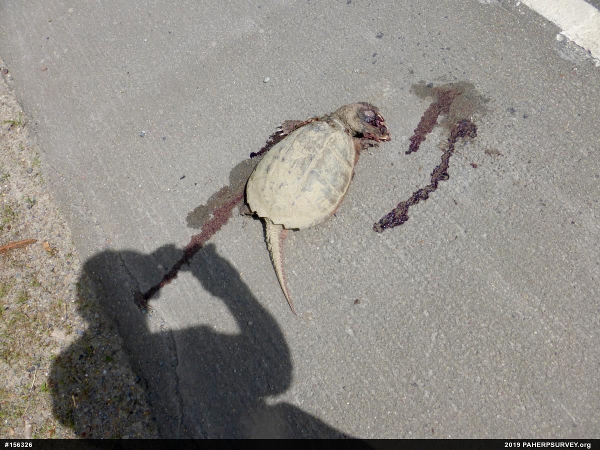 Snapping Turtle