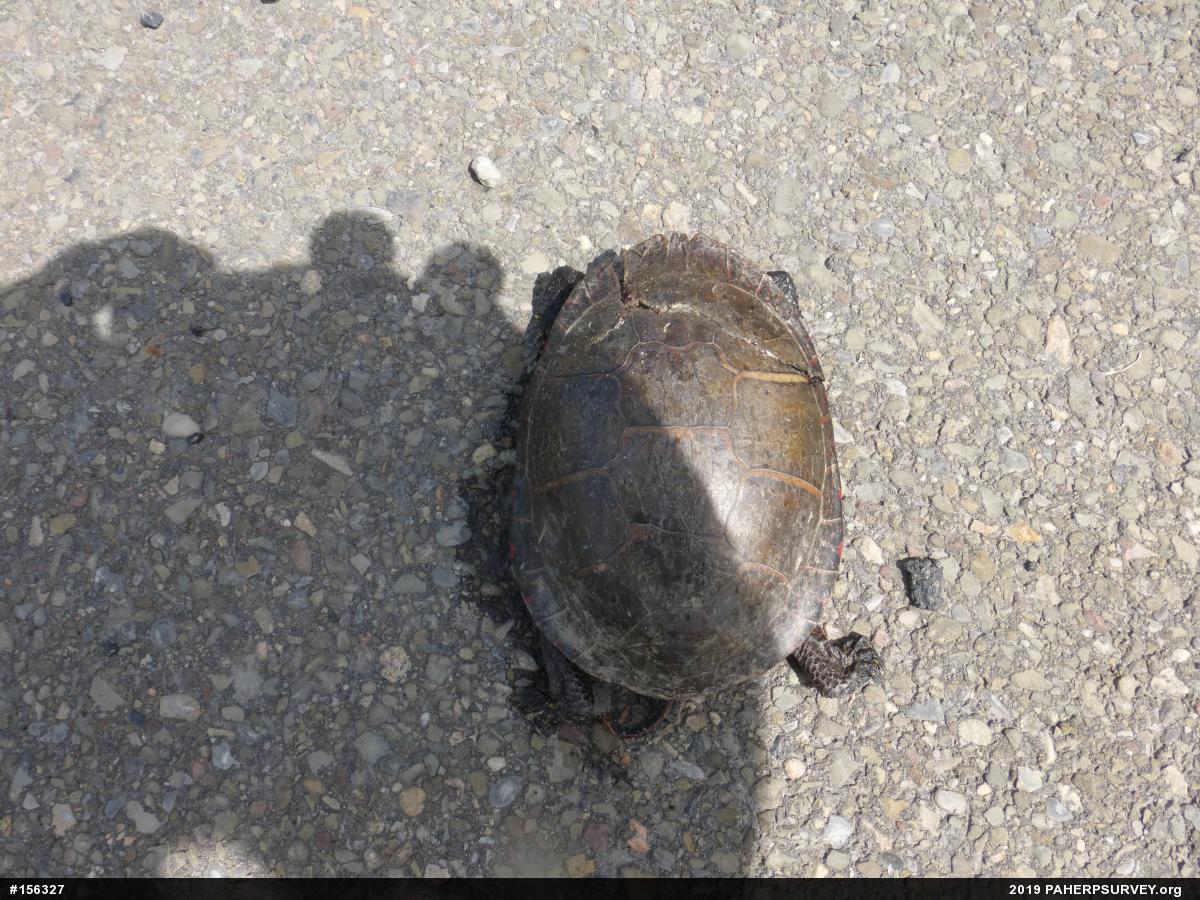 Painted Turtle