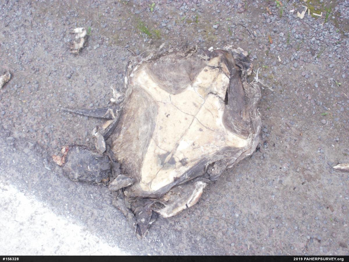 Snapping Turtle