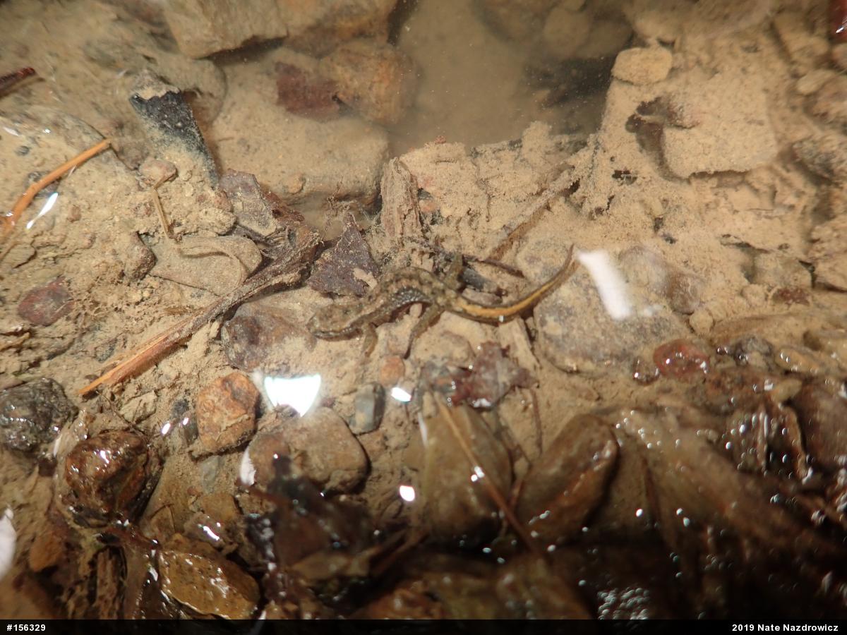 Northern Dusky Salamander