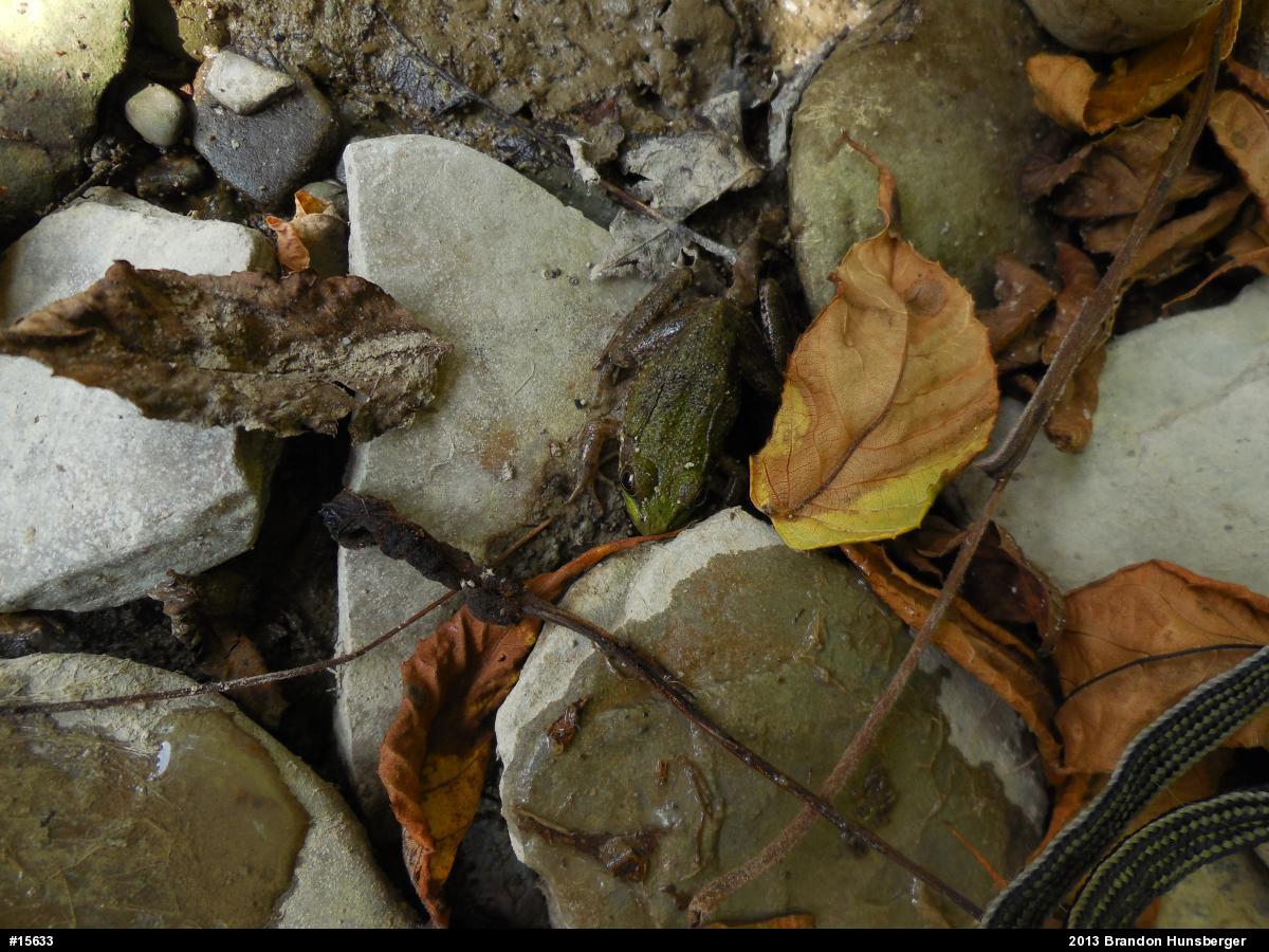 Green Frog