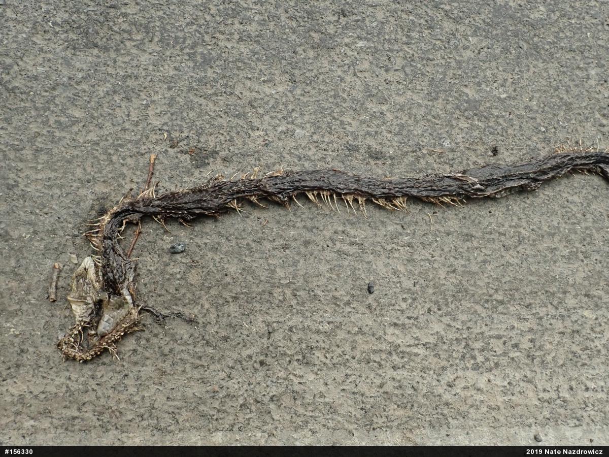 Eastern Ratsnake