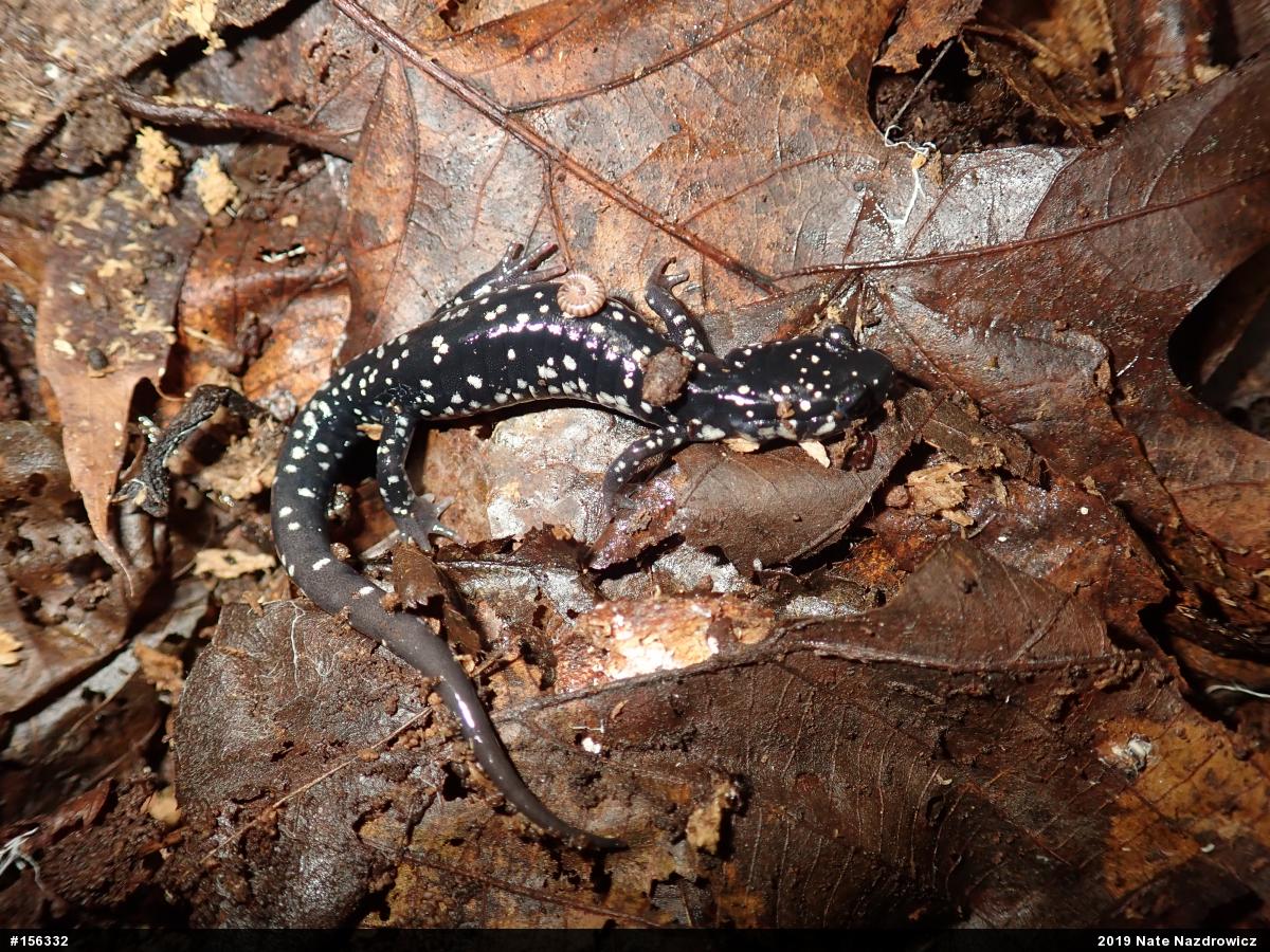 Northern Slimy Salamander