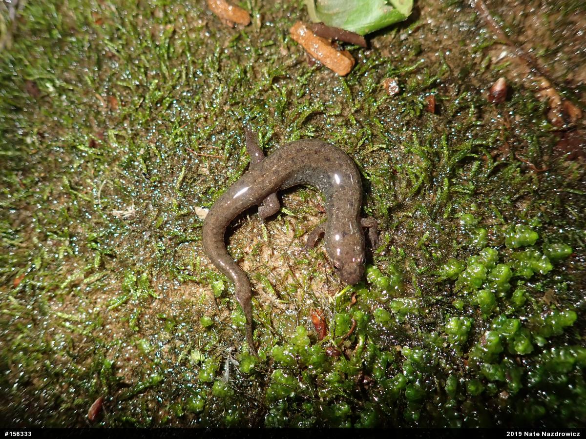 Northern Dusky Salamander