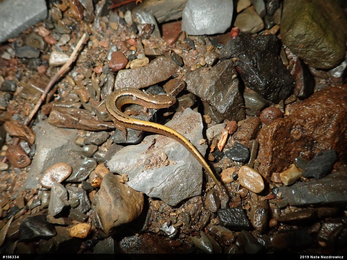 Northern Two-lined Salamander