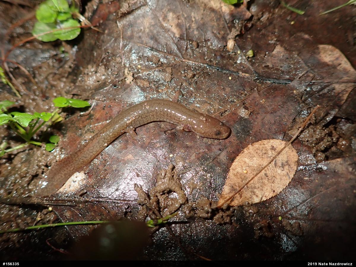Northern Spring Salamander