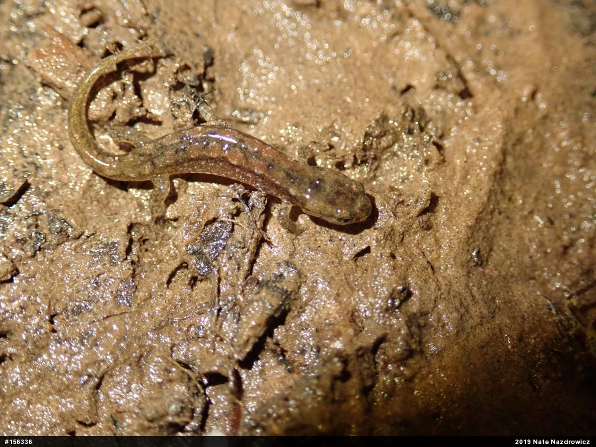 Northern Dusky Salamander