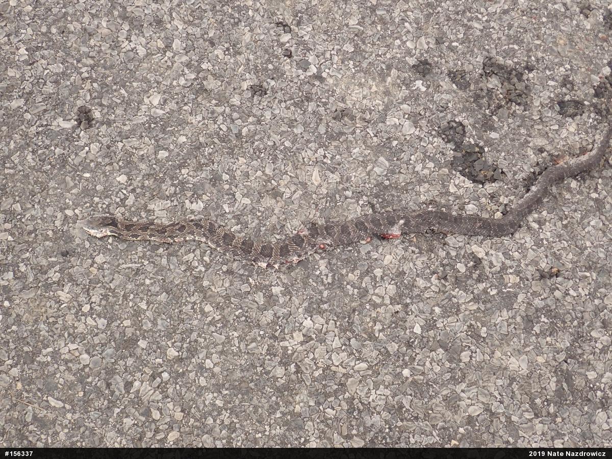 Eastern Ratsnake