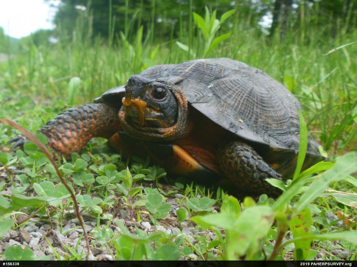 Wood Turtle