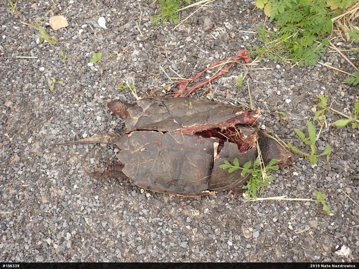 Snapping Turtle