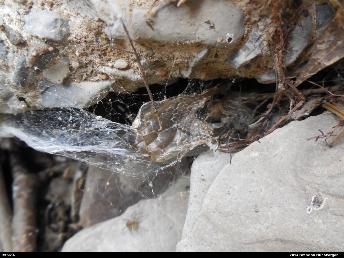 Eastern Gartersnake