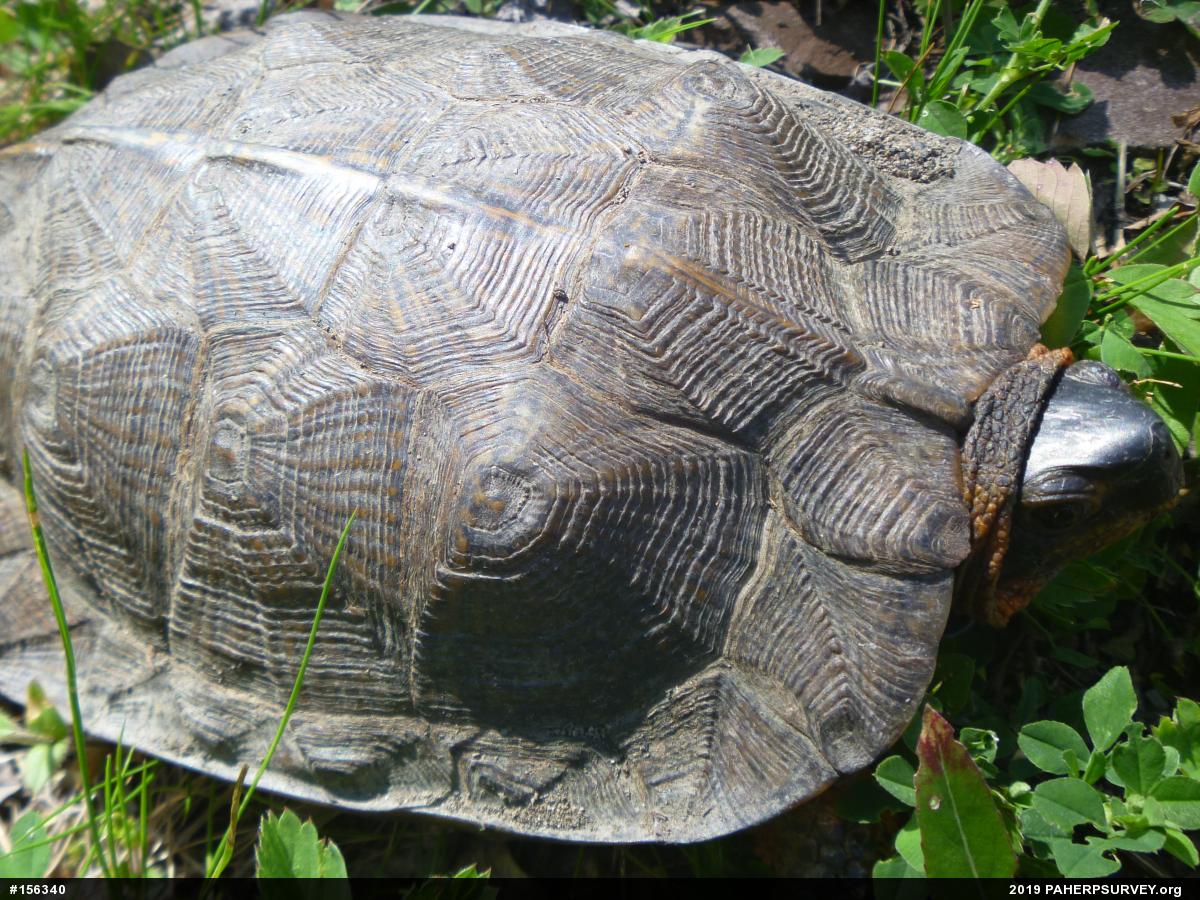 Wood Turtle