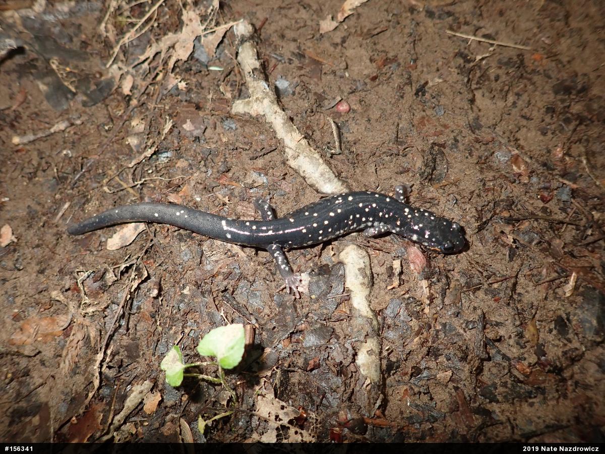 Northern Slimy Salamander