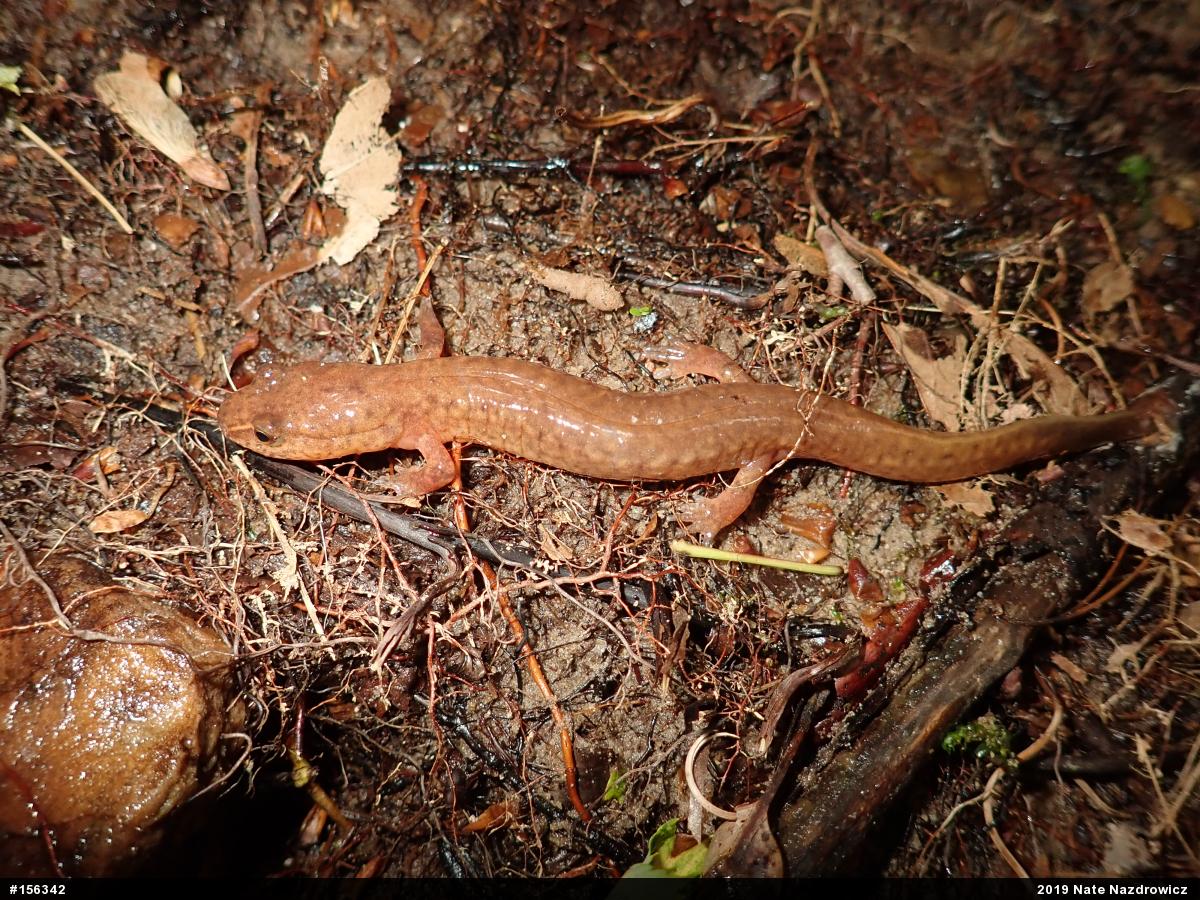 Northern Spring Salamander