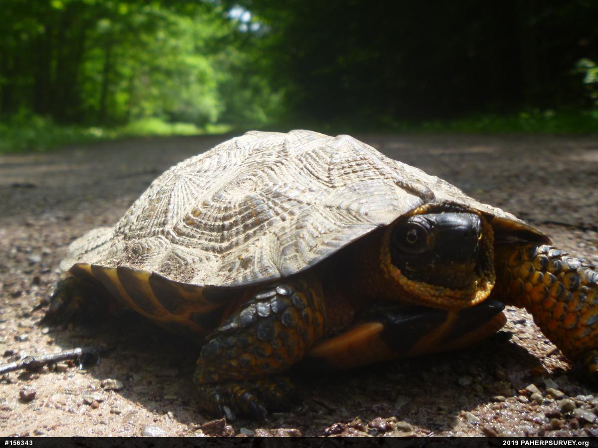 Wood Turtle