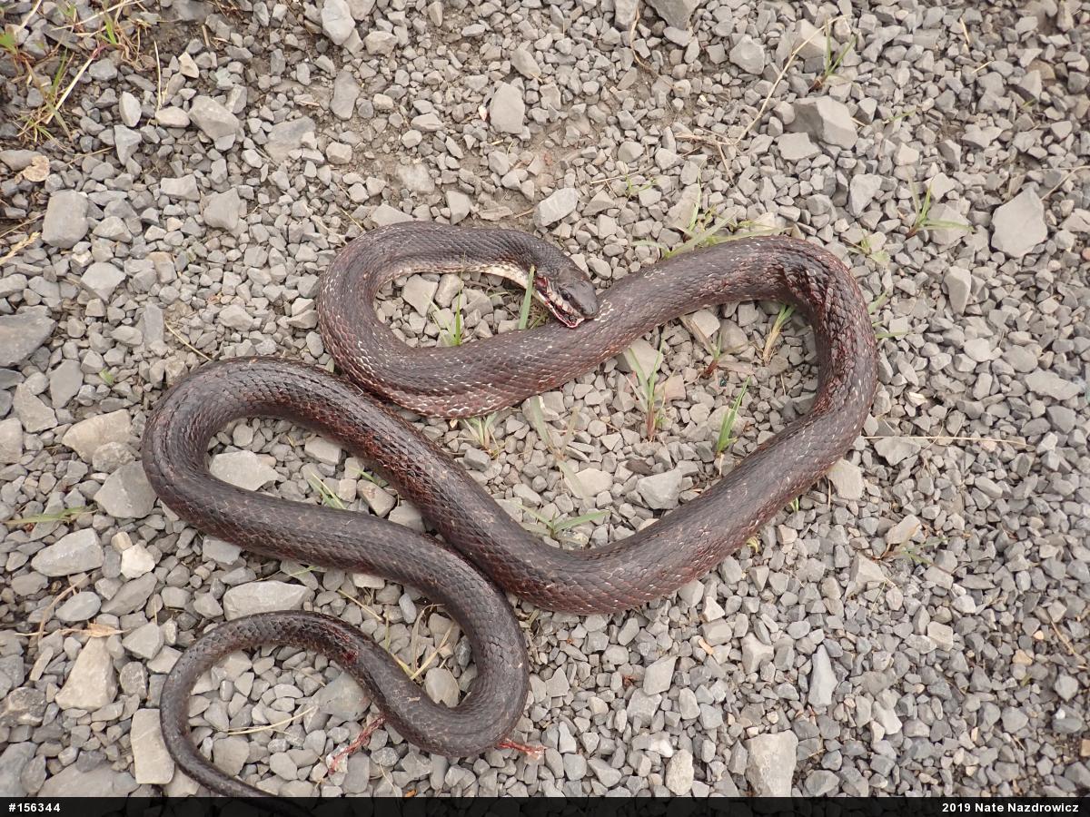 Eastern Ratsnake