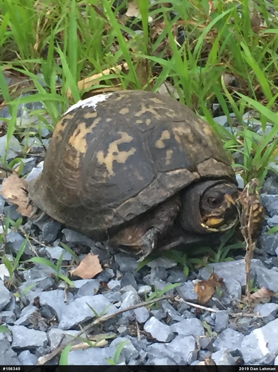 Eastern Box Turtle