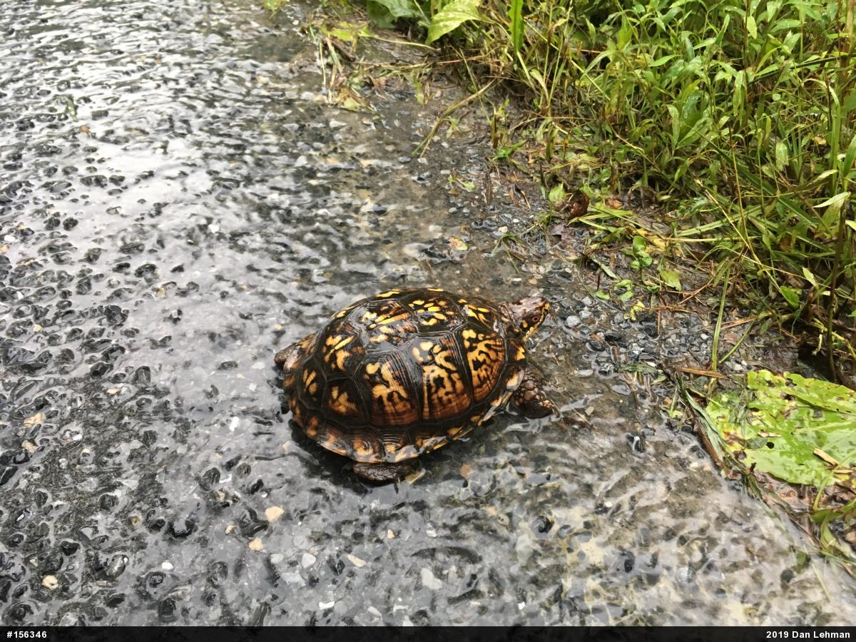 Eastern Box Turtle