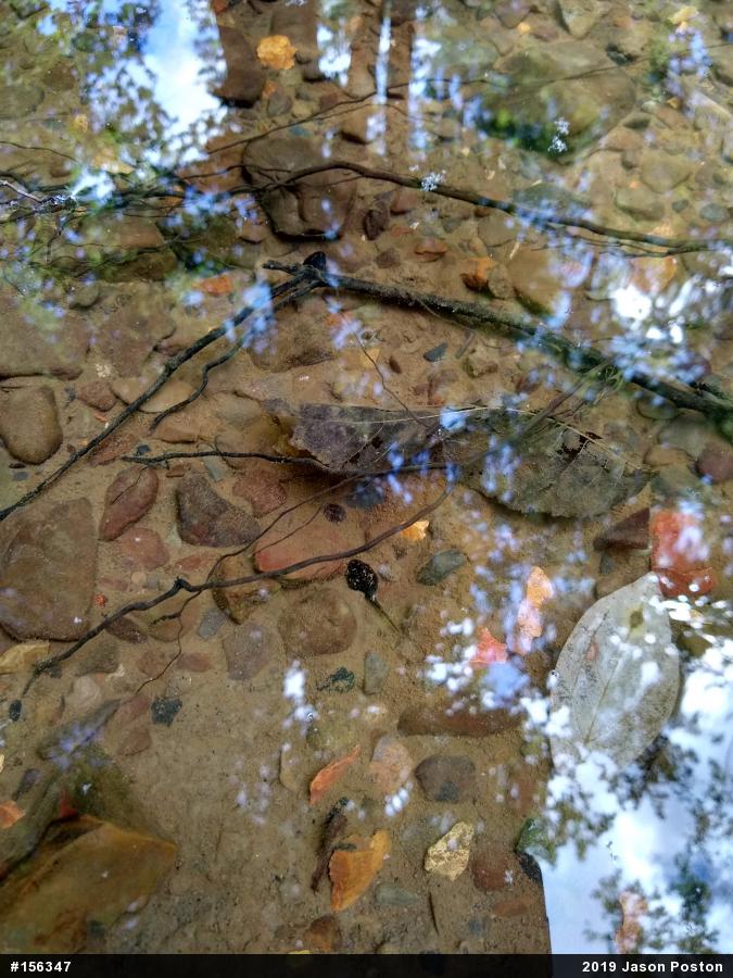 Eastern American Toad