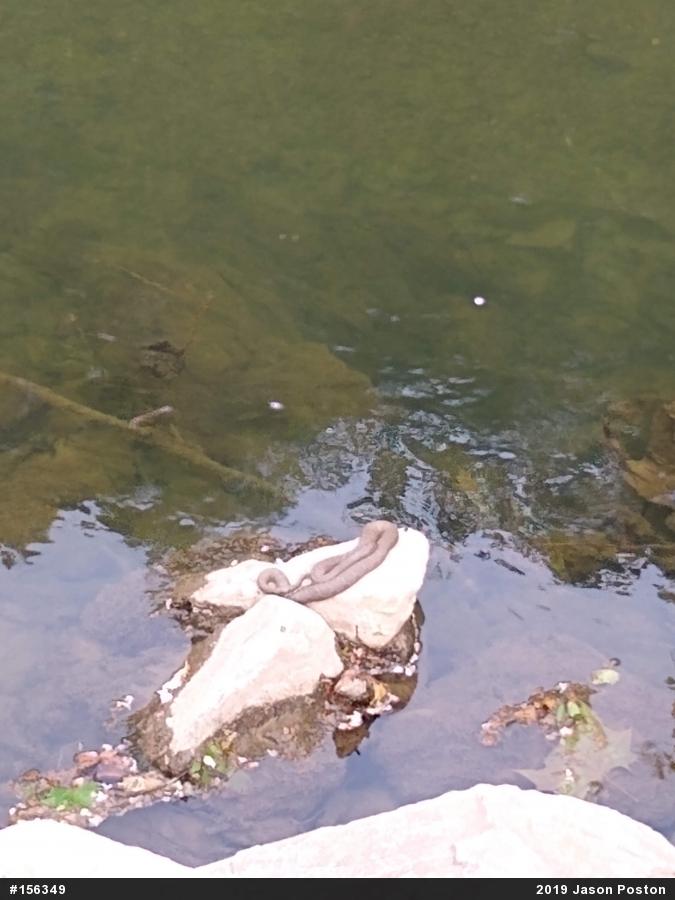 Northern Watersnake