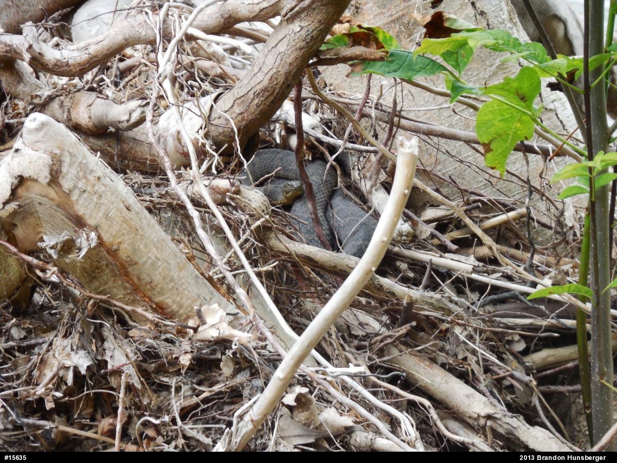 Northern Watersnake