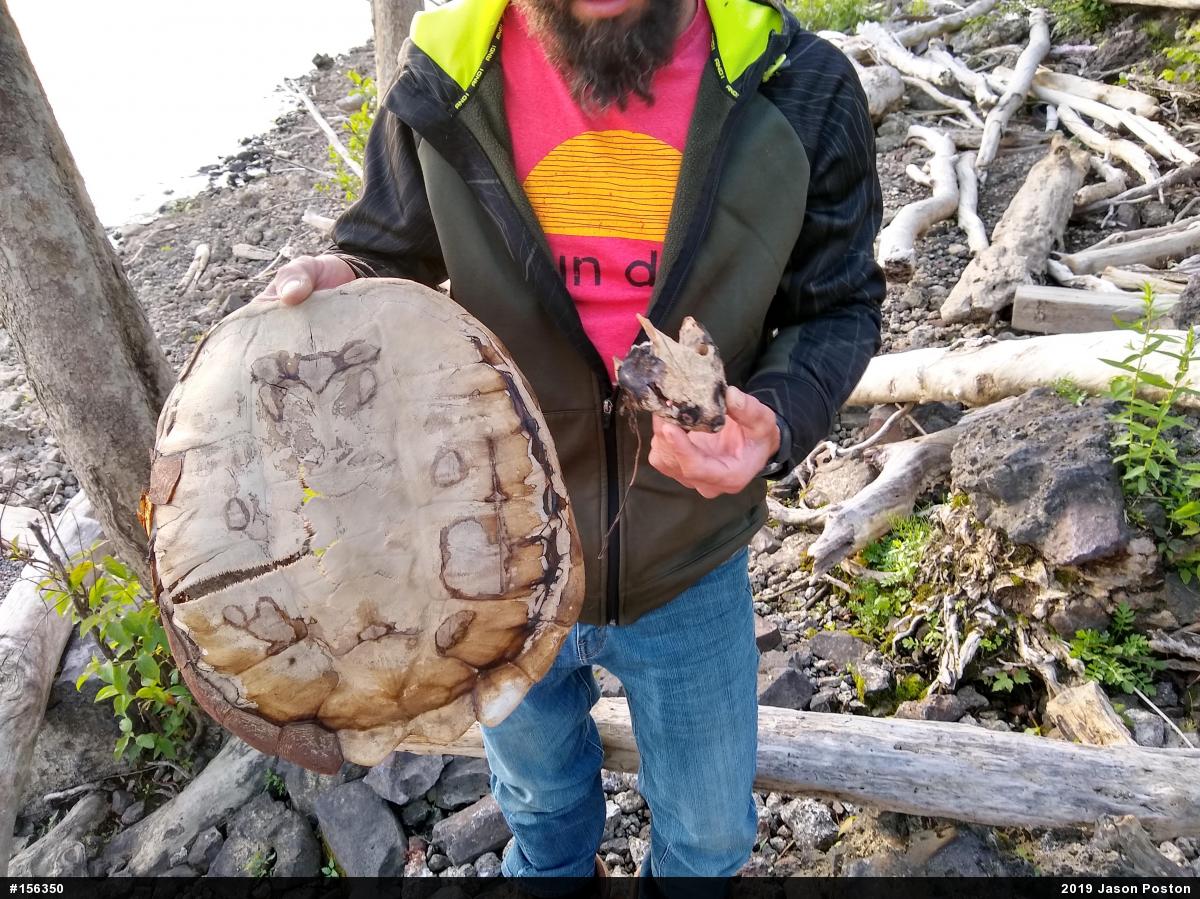 Snapping Turtle