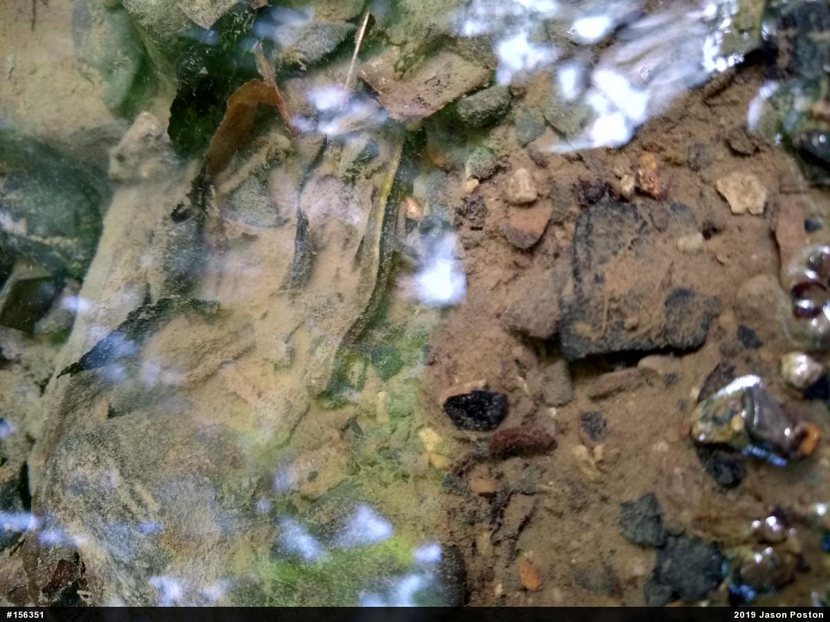 Northern Two-lined Salamander
