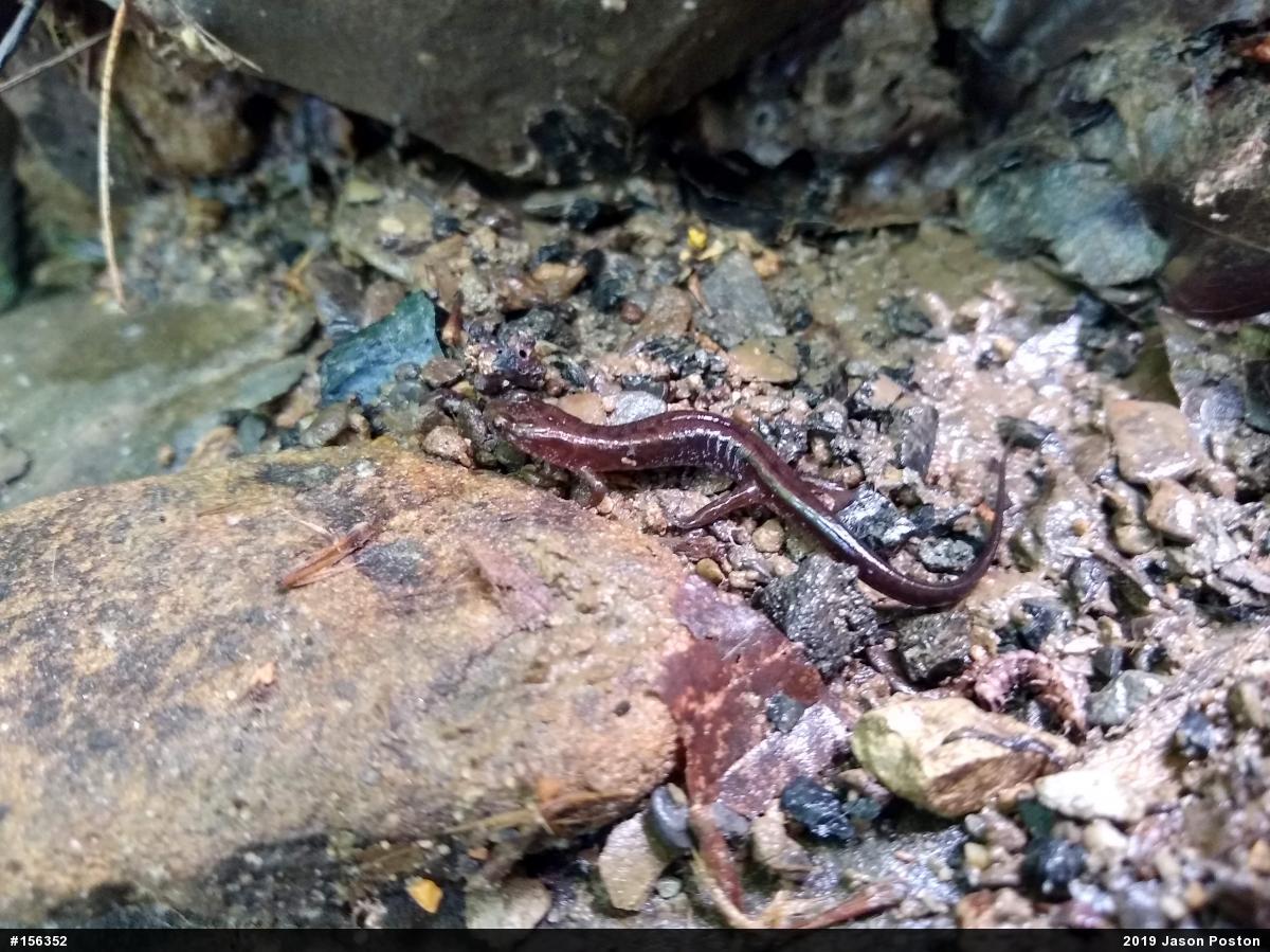 Allegheny Mountain Dusky Salamander