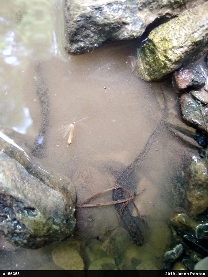 Allegheny Mountain Dusky Salamander