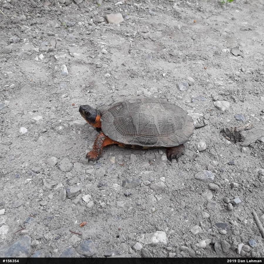 Wood Turtle