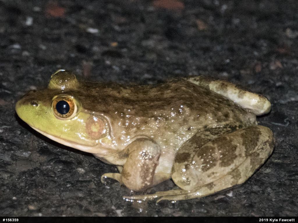 American Bullfrog