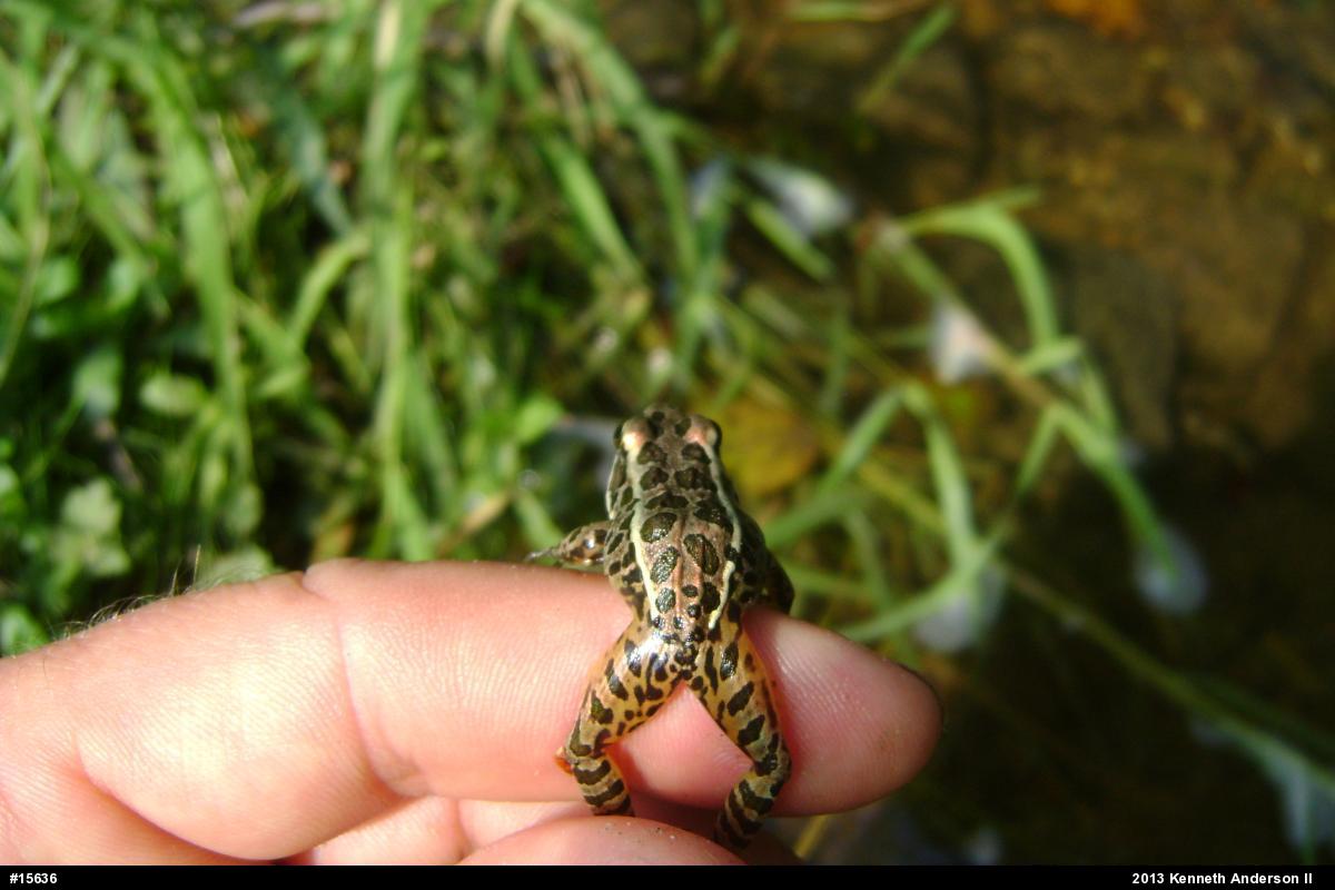 Pickerel Frog