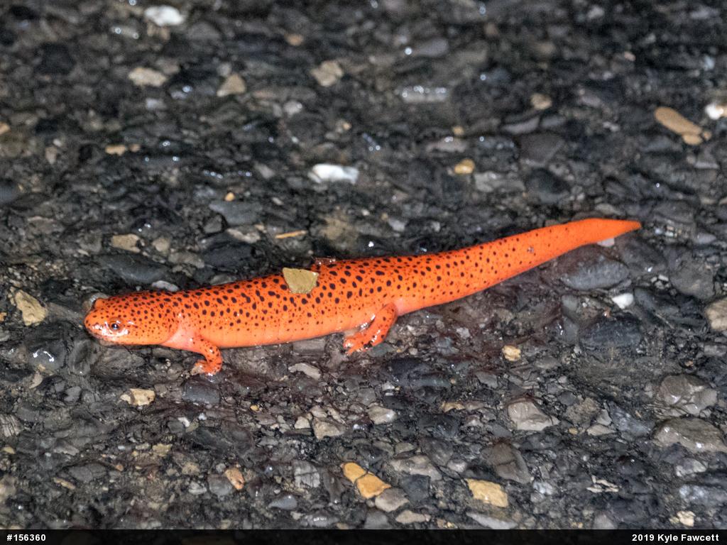 Northern Red Salamander
