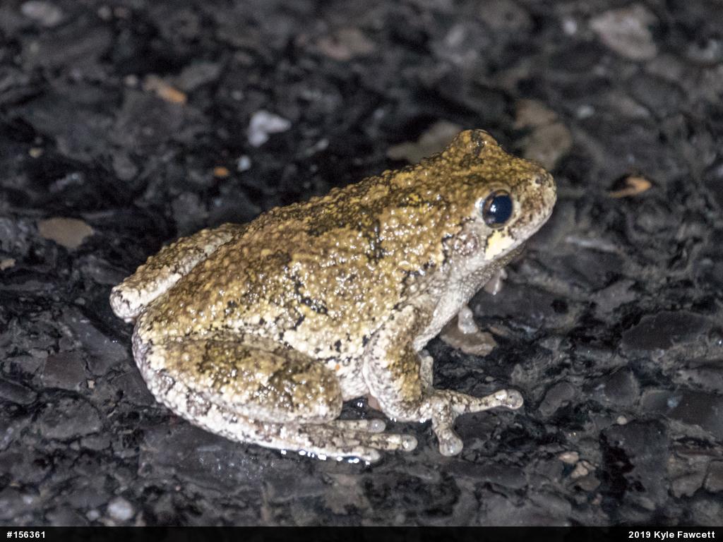 Unknown Gray Treefrog