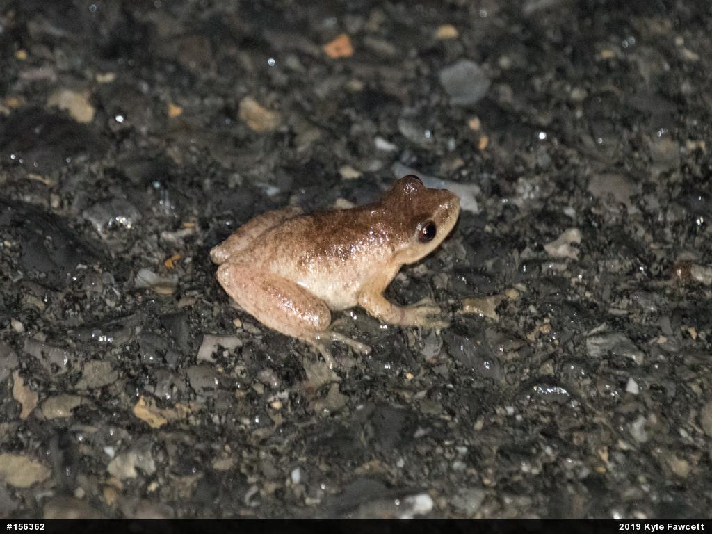 Spring Peeper