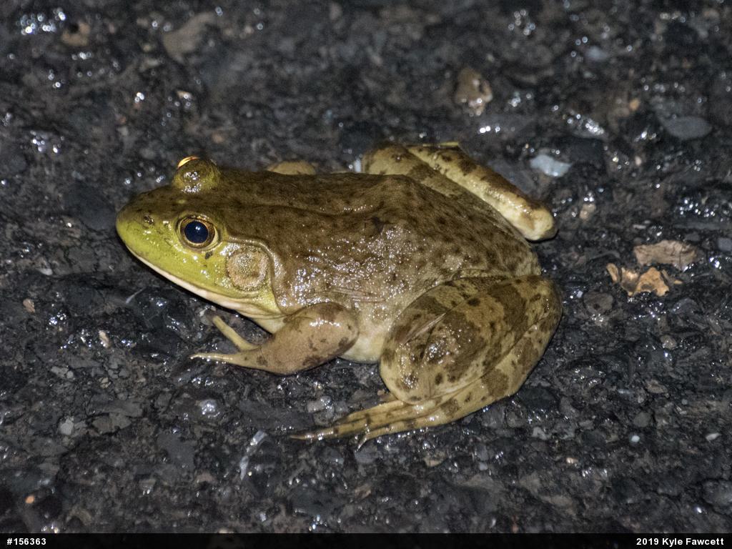American Bullfrog