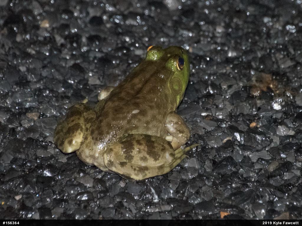 American Bullfrog