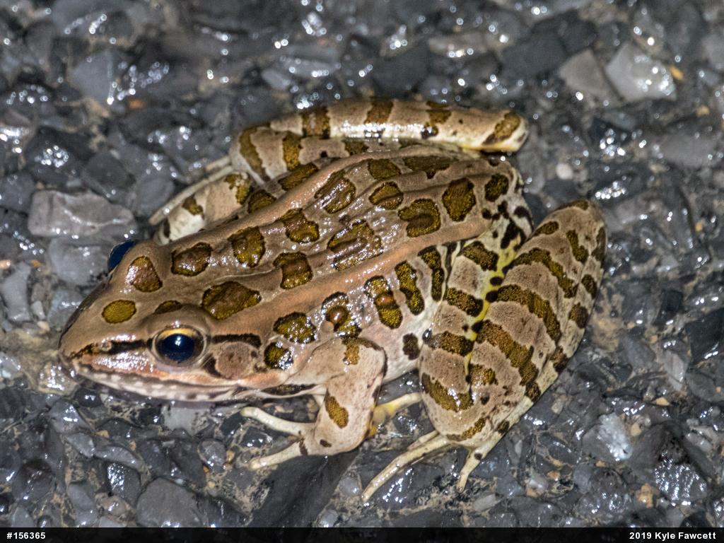 Pickerel Frog