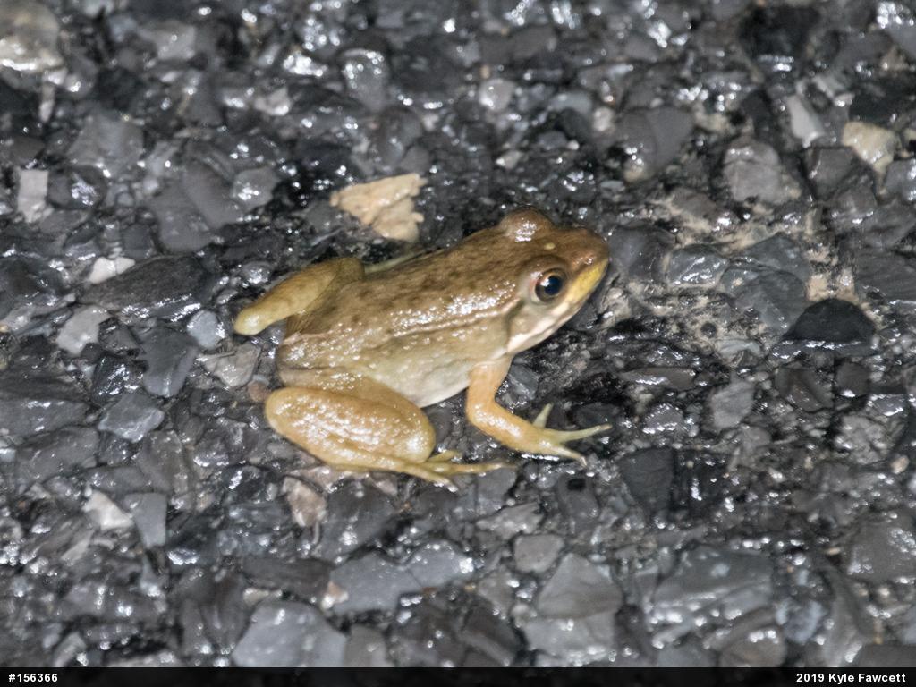 Green Frog