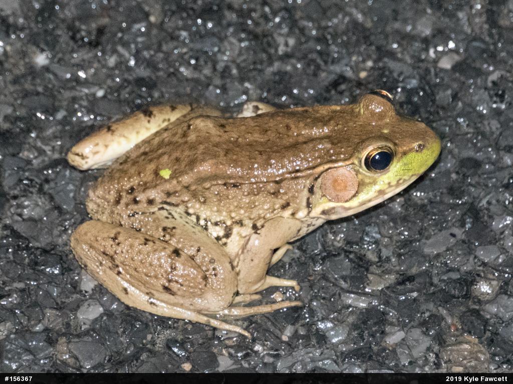 Green Frog