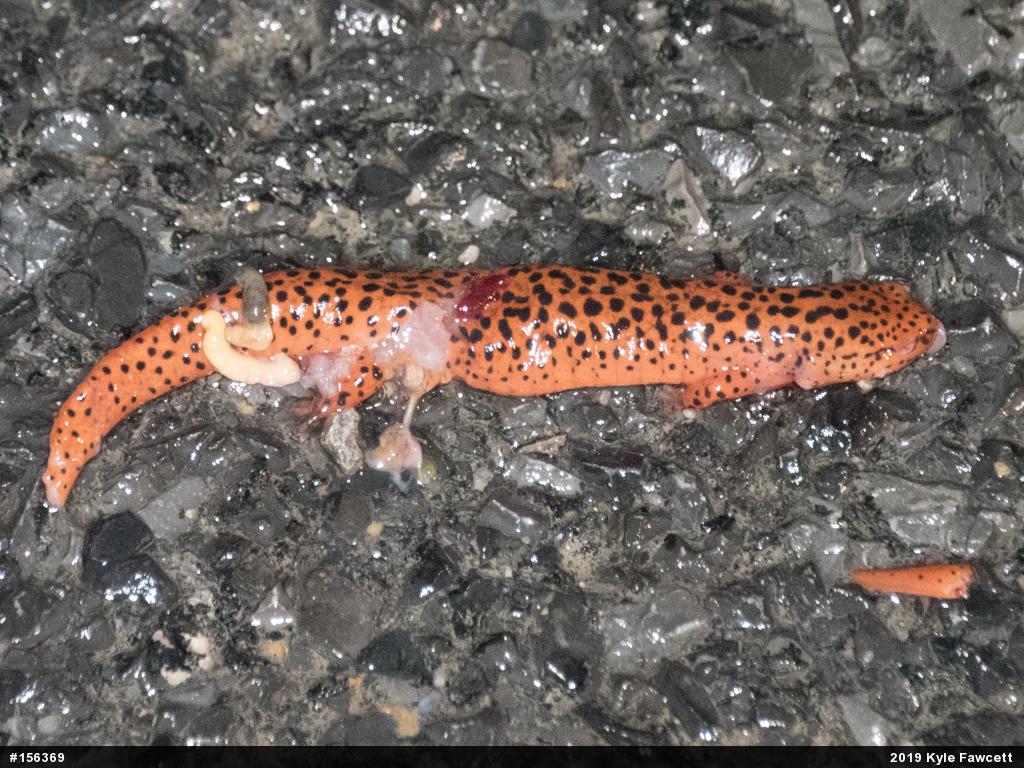 Northern Red Salamander