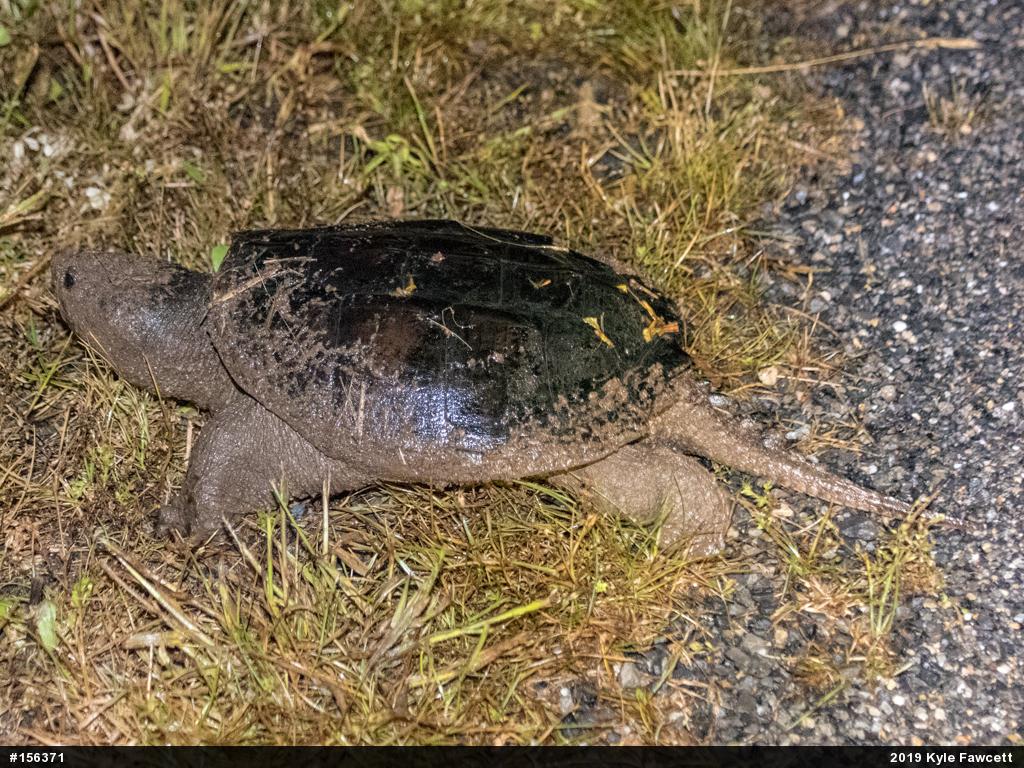 Snapping Turtle