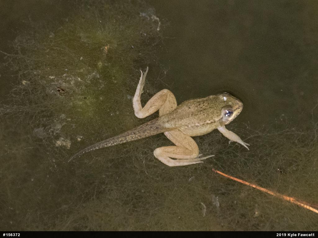 Green Frog