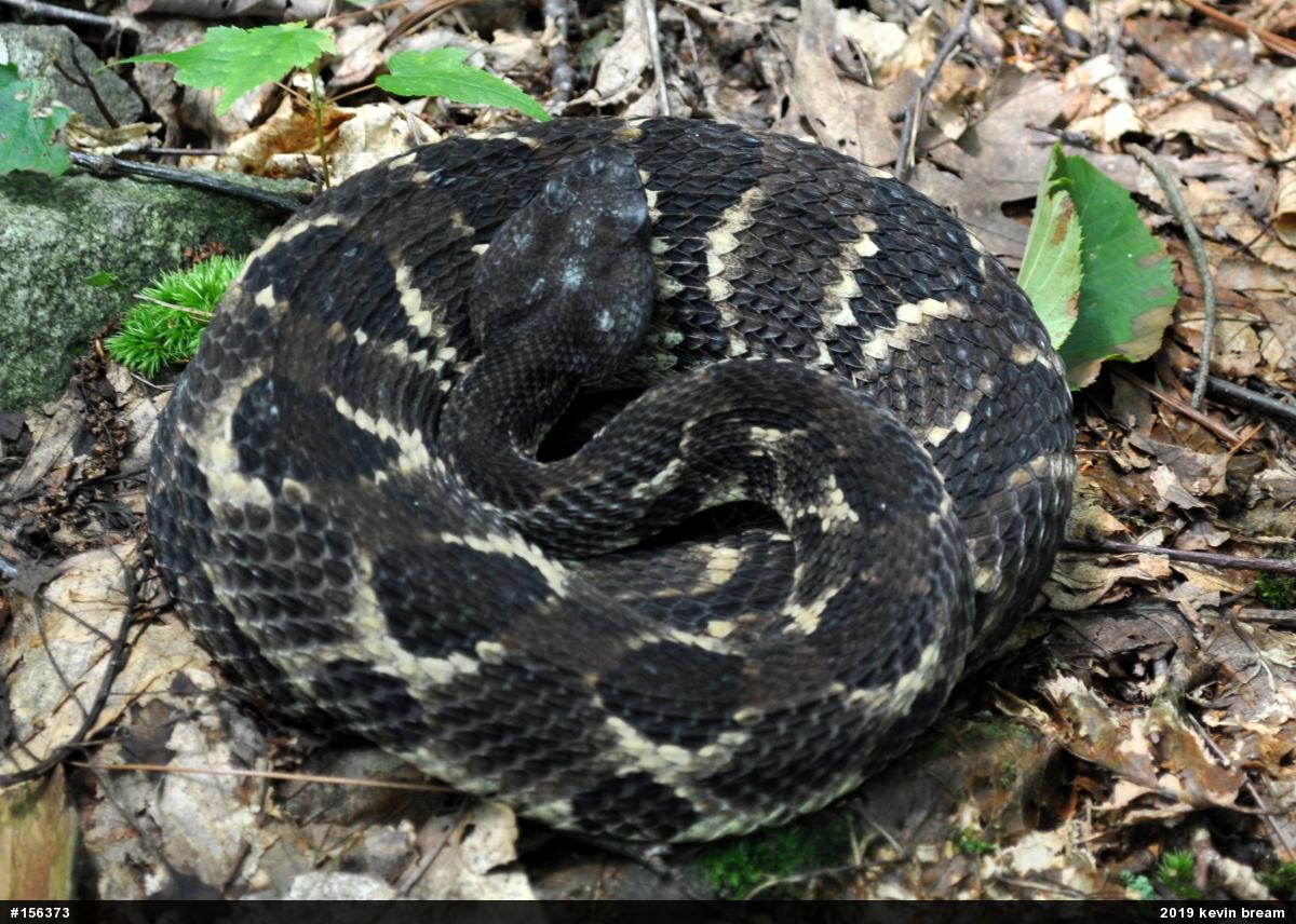 Timber Rattlesnake