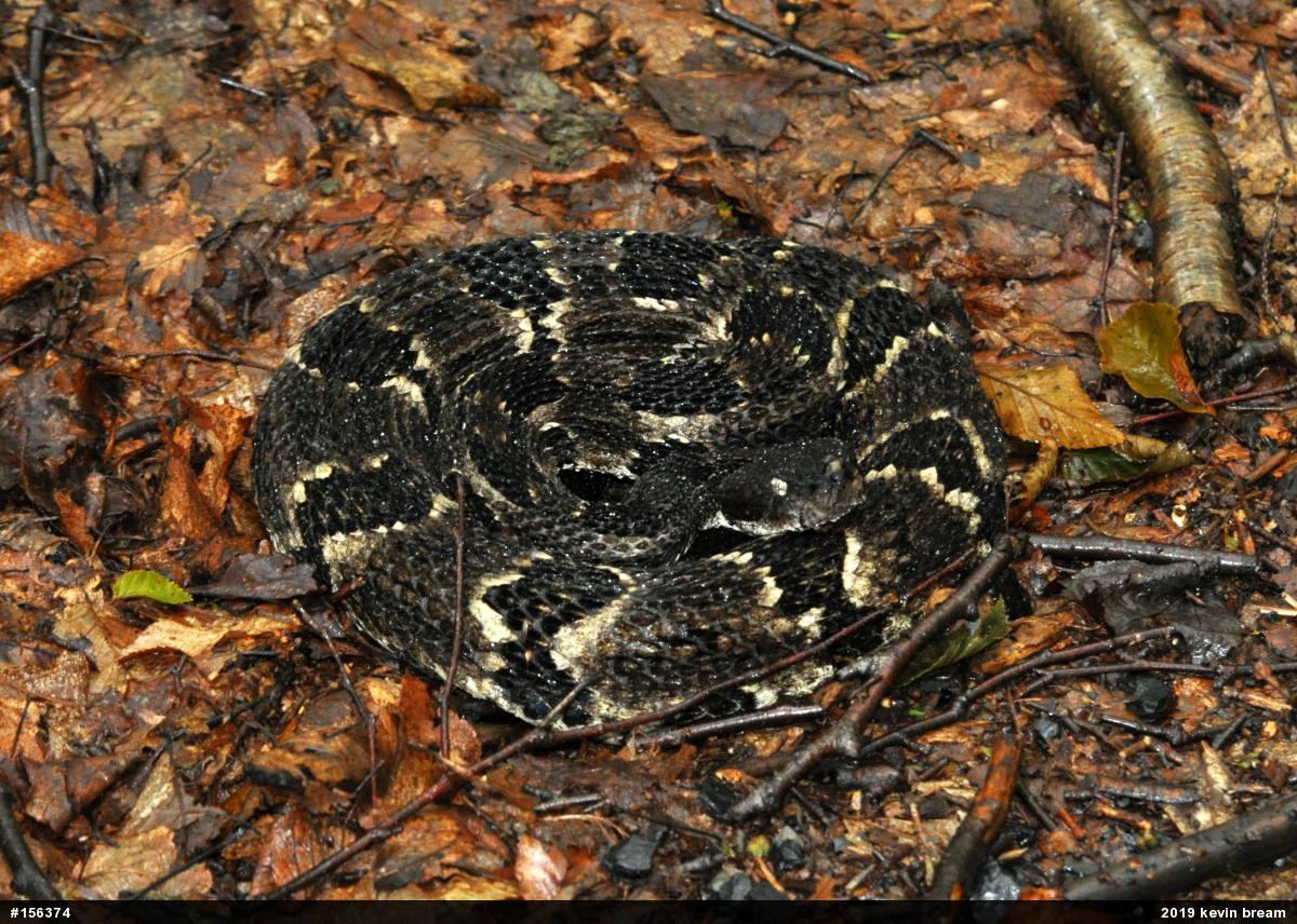 Timber Rattlesnake