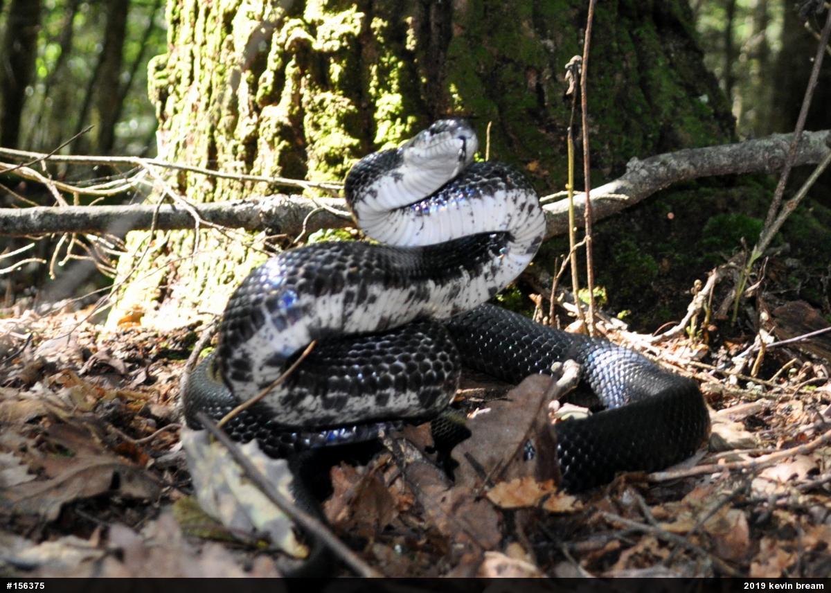 Eastern Ratsnake