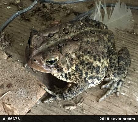 Eastern American Toad