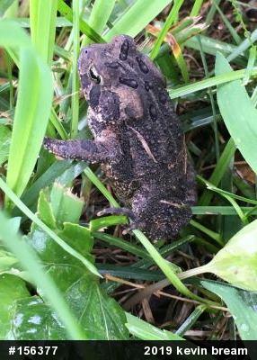 Eastern American Toad